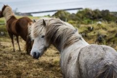 Faroan Ponies - Personal